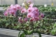 Live Plants ( Orchids)