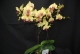 Live Plants ( Orchids)