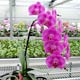 Live Plants ( Orchids)